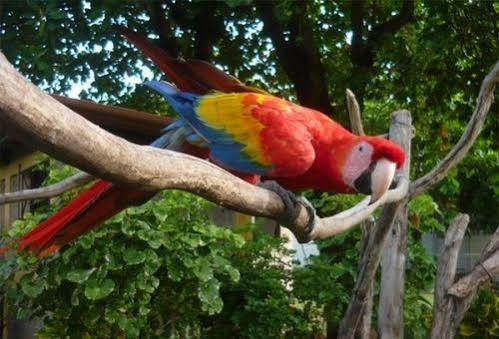 Curaka Lodge Expedition Iquitos Eksteriør bilde